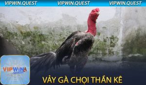 Vảy gà chọi thần kê